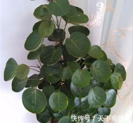 贵气|7种“有钱花”,贵气又大气,招财又旺财,人见人爱