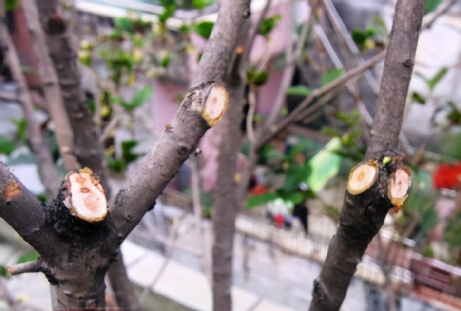 盆栽|门前栽桂花，人前显富贵！新买的做好4点，缓苗快，花满枝