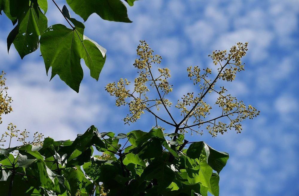 解放公园 谁道人间四月芳菲尽？武汉六月盛芳菲
