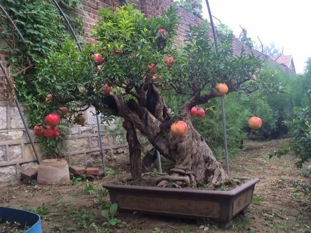 1种果树剪根枝,插土里就活,当年就能挂果,压弯枝!