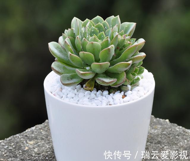 夏季|养多肉浇水记住3句“口诀”,叶片“胖乎乎”,养出漂亮状态