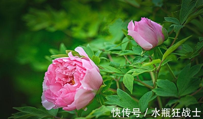 牡丹|牡丹花为什么不能进家?你知道吗?