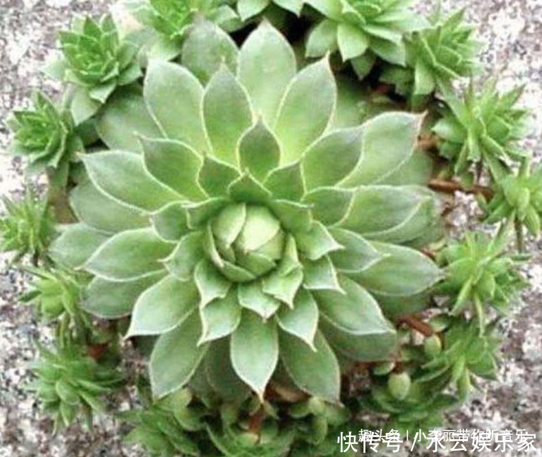 侧芽|养多肉首选“观音莲”,造型好又好养,一棵自己能爆盆,侧芽真多