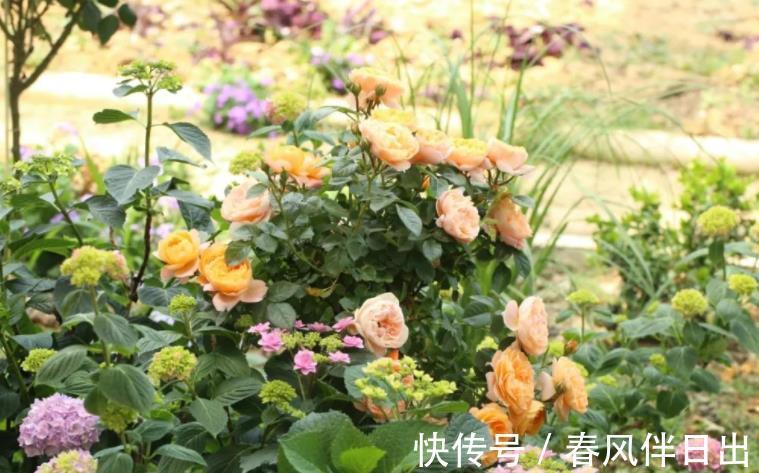 庭院|阳台、庭院、楼顶养花,有它就够了,爬藤月季果汁阳台