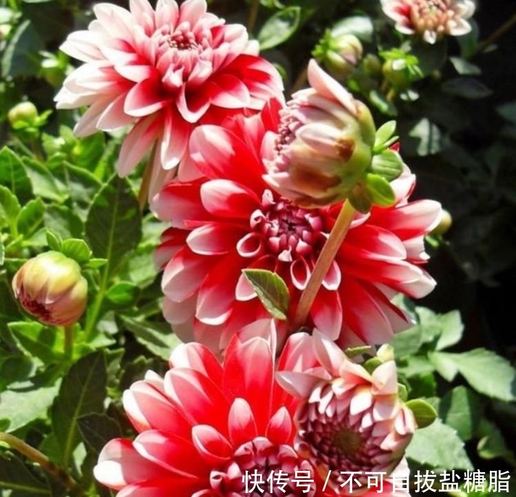 4种花，堪称花界“劳模”，几个月不浇水，照样长得旺！