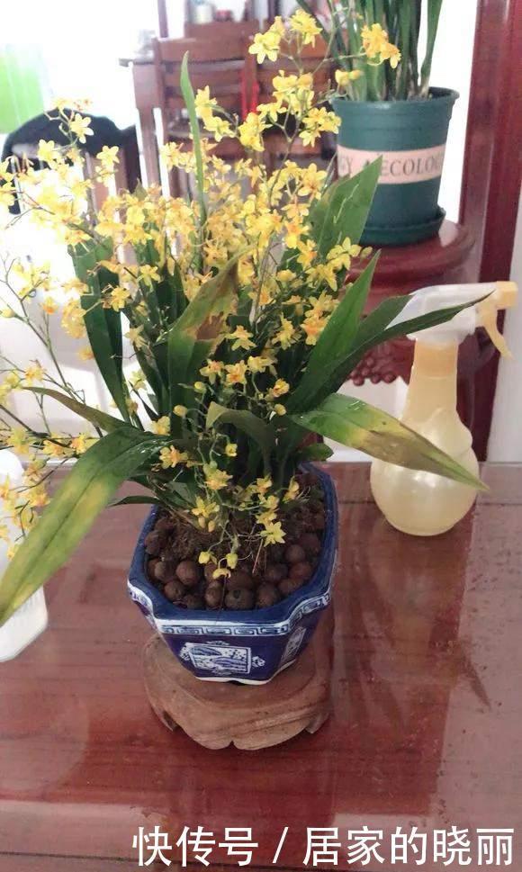 种花|4种花不能用土养,不然浇水就烂根,花再多精力也没用