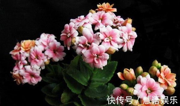 这2种“肥”长寿花最喜欢!盆里放一点,叶片肉嘟嘟,开花爱爆盆