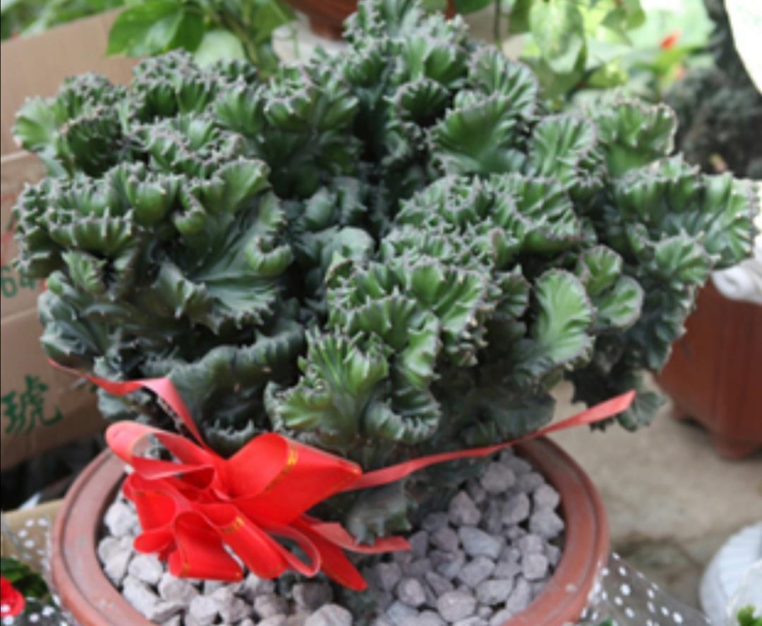 1种植物叫“玉麒麟”,株型奇特,美观大方,养在家里还能招财