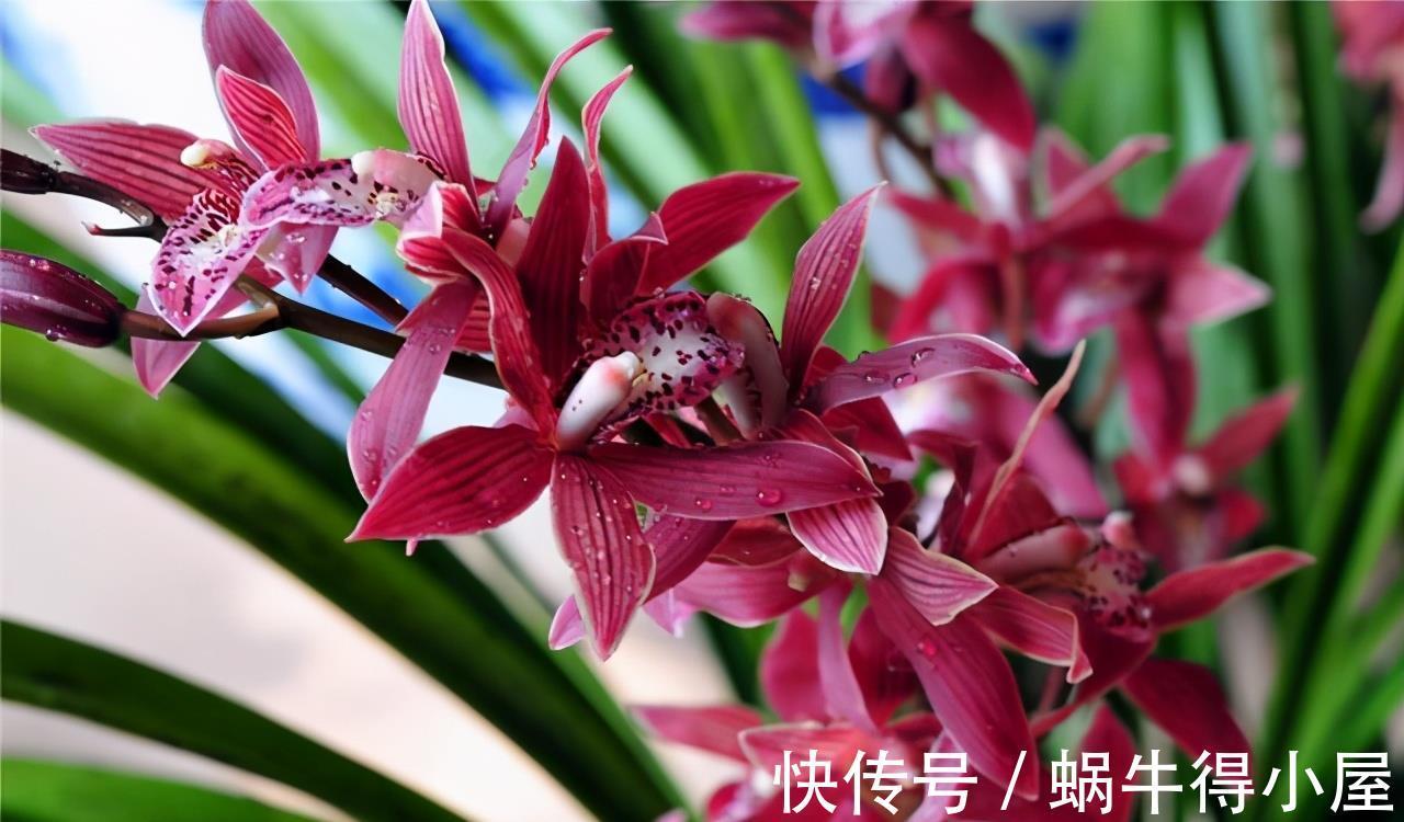 植株|盛夏兰花太“难养活”?做好5个重点,植株长得旺,花苞一大盆