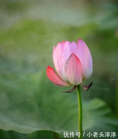 生肖龙|10月下旬，吉星关照，4属相事业顺利，财源滚滚，日子越来越旺