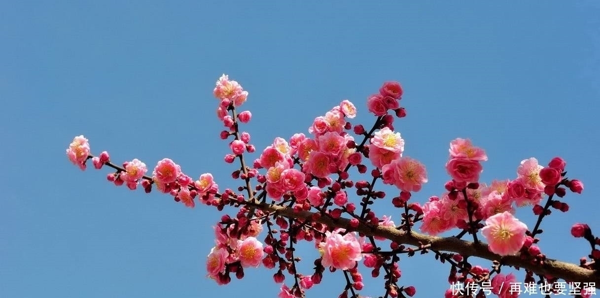 林花&李煜艳冠古今的一首小令,短小凄美朗朗上口,你一定能全词背诵!