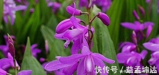 农民朋友|农村一种野草,具有止血神效,有人种它一亩纯收入20万!