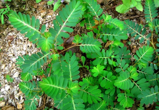氯化钾|路边不起眼的一种杂草,清热解毒,止咳化痰,补血益气,好处多多