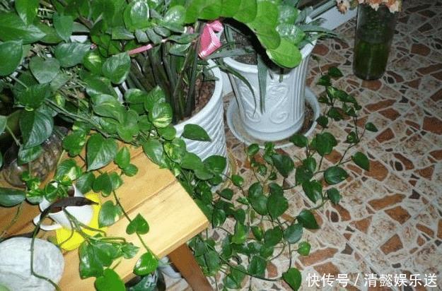 回事|客厅两个地方千万别“养花”, 养了也尽快搬走, 别不当回事!