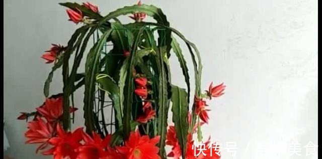 一棵“仙人掌”,叶子“软踏踏”,搭个铁丝架,开出一串“荷花”