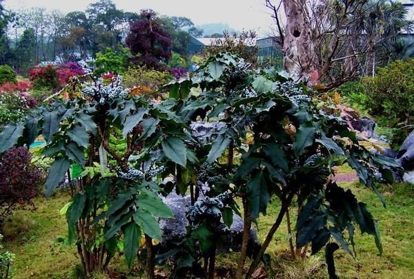 既可观赏又能入药的“十大功劳”植物盆栽