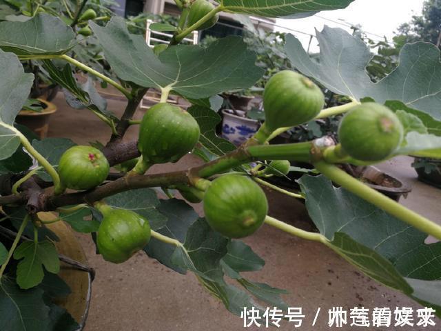 无花果|阳台种“无花果”，注意3个小细节，不掉果，果子多，甜又大！