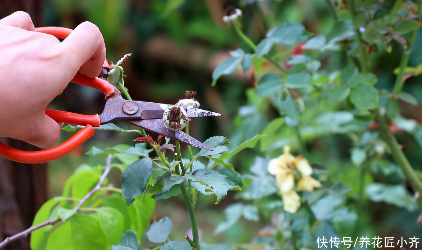 疏蕾|如果你的月季马上开败，掌握3个技巧，下一波会更整齐，一起开爆