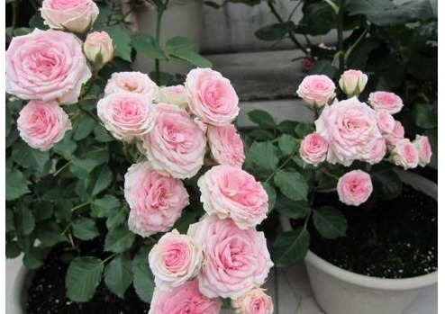 以下“神仙水”给月季喝一点，叶子绿油油、花苞挂满枝！