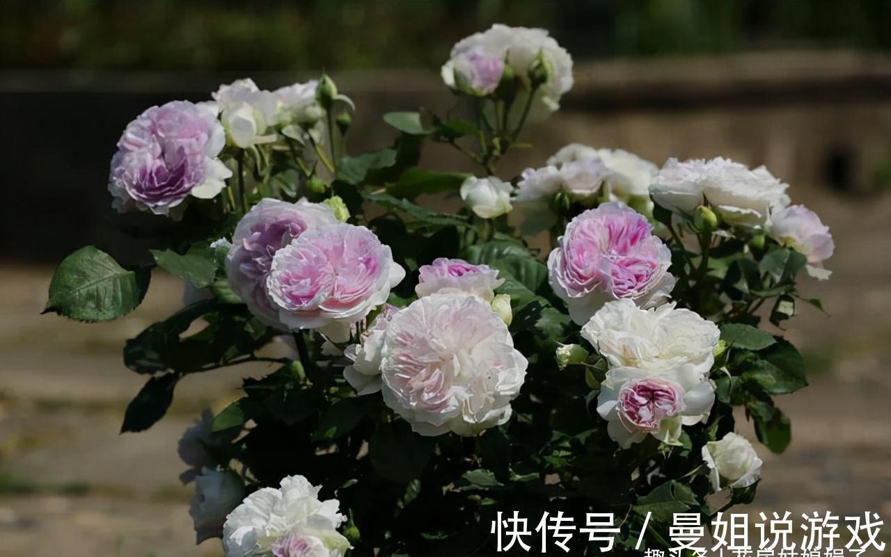 值得入手的11种月季，漂亮又好养，四季开花不断，阳台秒变花园