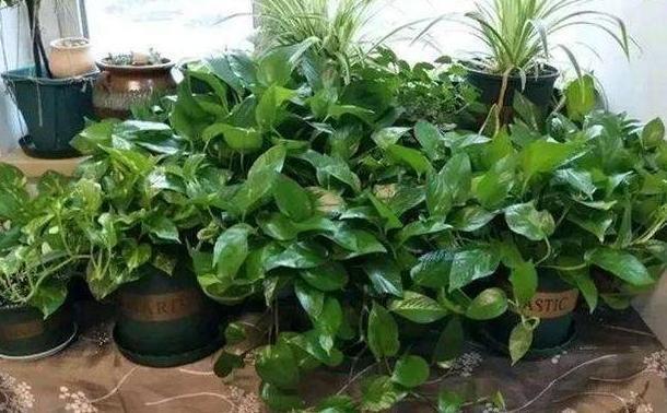 发酵|新人养花没经验不用担心,用它们浇花轻松搞定肥料难题