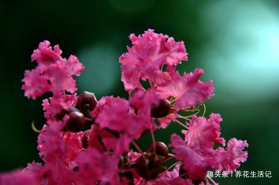 家中养紫薇花,“4个”方面把控好,开花“爆盆”花色艳丽!