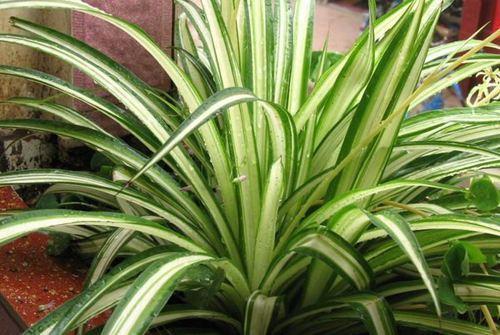 花卉|这5种花卉盆栽最适合放养！俩月不管照样长得好好的！