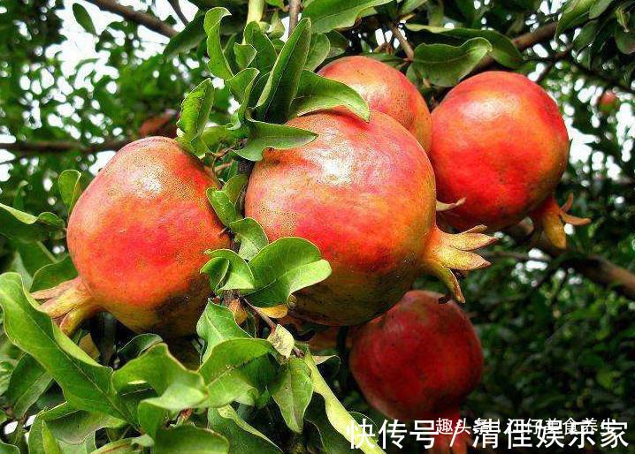 石榴|石榴好吃,但却不能乱吃,吃石榴有1大禁忌,还有人傻傻不清楚