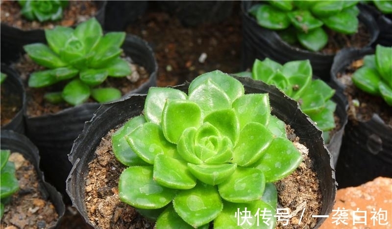 浇水|寒冷的冬季怎么把多肉蒂亚养得白白胖胖?从这3点入手