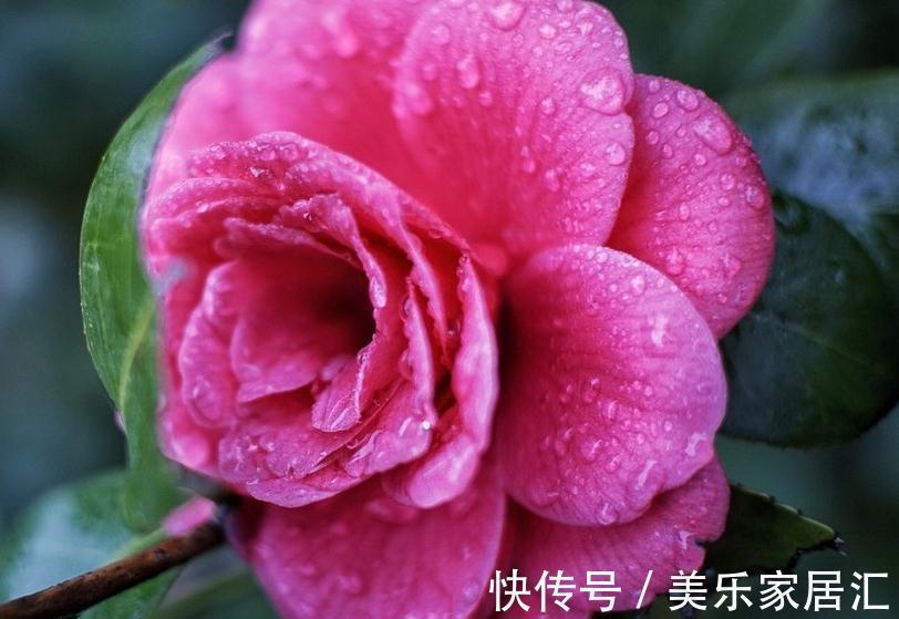 山茶花怕这4件事，学会这些基础知识，轻轻松松能养好