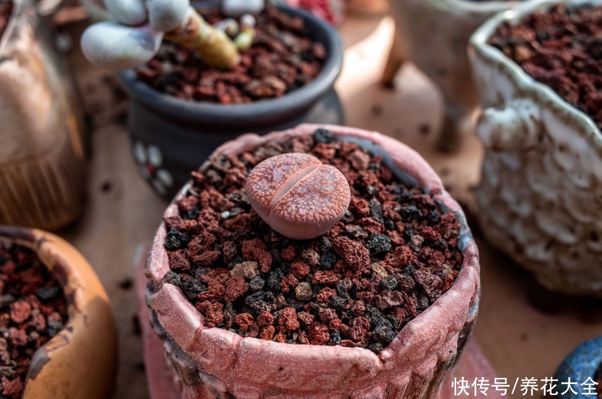 养花土里加上这5种颗粒，透气透水效果好，养花再也不烂根