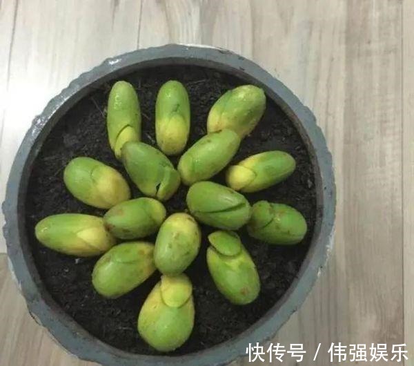3种“吃不起”的东西,捡“1颗”种子扔盆里,长成小树,结果能吃