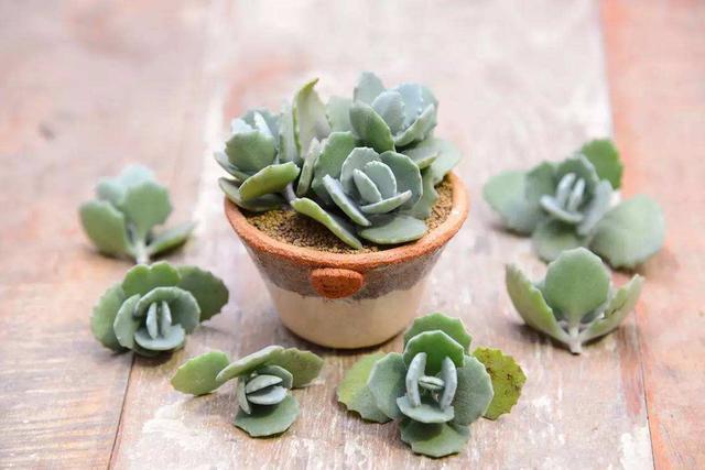 早知道多肉“叶插”是这样,我也不至于都养死,花了太多冤枉钱