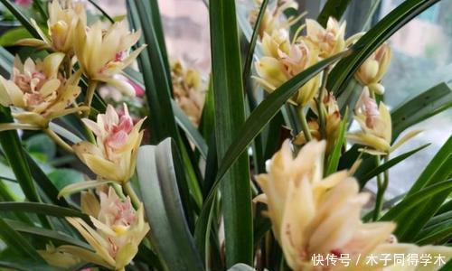 施肥|夏天兰花有4“怕”,现在避开还不晚,安全度夏叶油绿