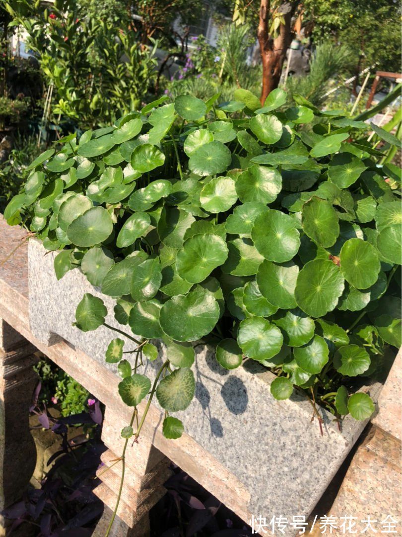 30种观叶植物,能观赏也净化空气,总有一种你养过