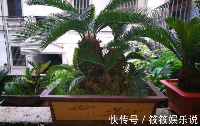 寿命|这4种“盆景树”,不仅观赏性高,寿命还特别长,越养越值钱