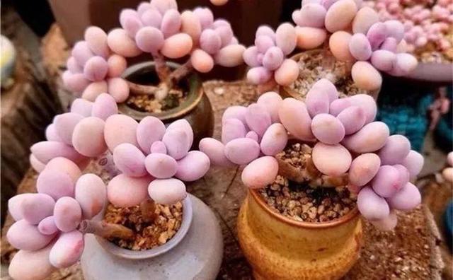 多肉越养越小,干瘪干枯看这里就知道了,这么做还“有救”