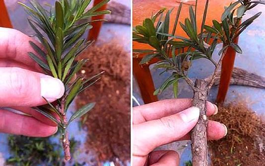 3种“天价树”太贵，教你折1根枝就养活，“傻瓜”才花钱买呢！