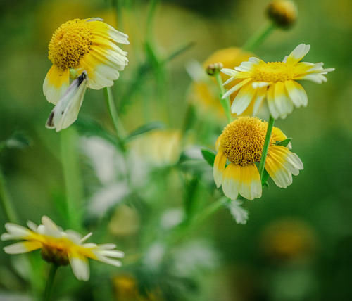 三月烟雨阳朔，油菜花正值盛花期，踏青赏花的好时节