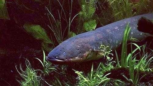 兰花长的慢不开花?这是休眠期,做好这几步,秋天一到花苞冒不停