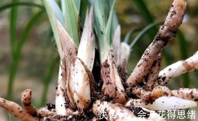兰花快速生根的方法，不必高价买植料，15天就能出新根！