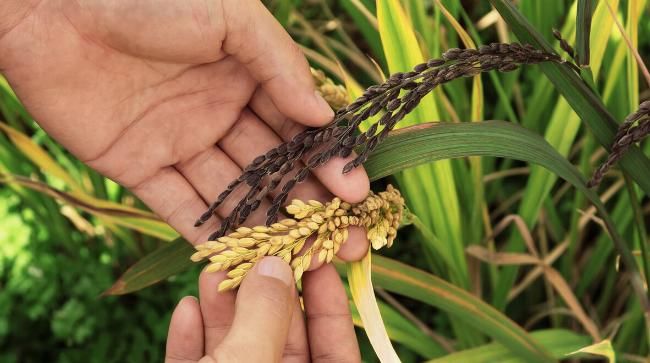  黑米|黑米怎么蒸才会软？怎么做才能更好吃？