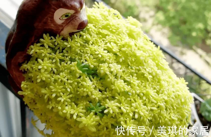 花友们|看似是草,实际是多肉,薄雪万年草,养殖抓住4个细节长得漂亮
