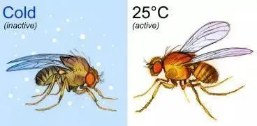 果蝇|【健康科普】注意，冬天赖床5分钟保护血管！