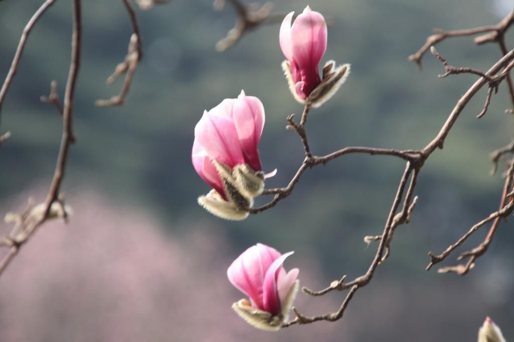 老年|南京连日春暖 雨花台宝华玉兰绽放