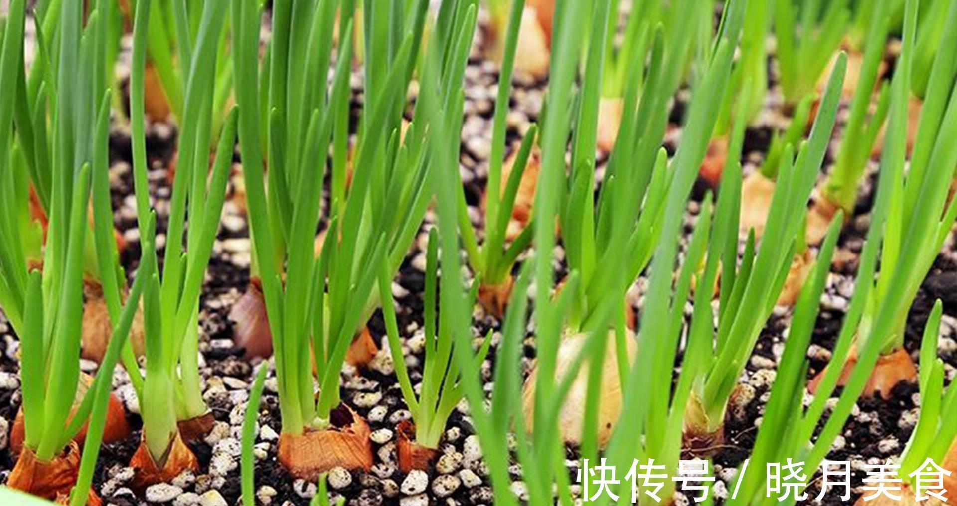 7种“蔬菜”冬天种，0度冻不死，吃一茬冒一茬，连续吃半年