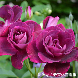 家养这些植物,阳台开出花海,花型别致可爱,花色清新淡雅