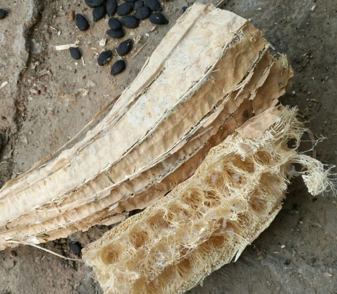 10个偏方,能省不少钱,把花养的又肥又壮