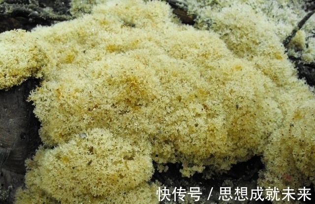 竹菌|只农村才有的山珍，生长在嫩竹上，常被人嫌弃，营养价值比燕窝高