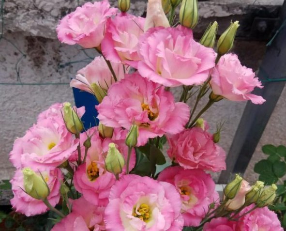 观赏价值|这一款世界名花,观赏价值非常高,花期很长而且好养易活